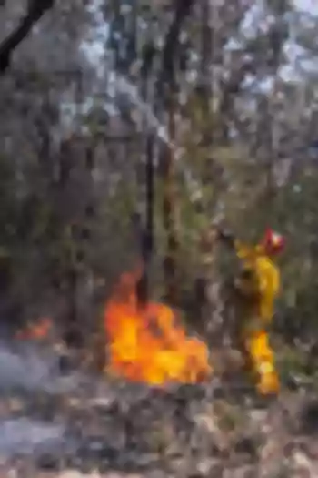 Firefighter extinguishing burning trees